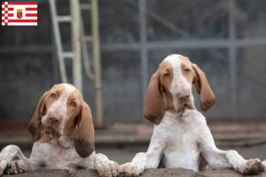 Read more about the article Bracco Italiano crescători și căței în Bremen
