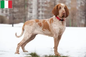 Read more about the article Bracco Italiano crescători și căței în Italia