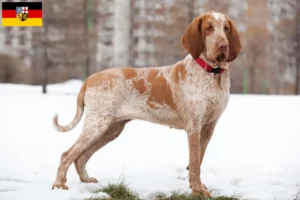 Read more about the article Bracco Italiano crescători și căței în Saarland