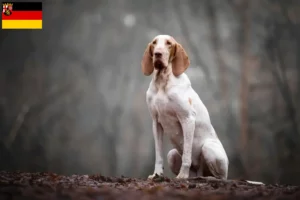 Read more about the article Bracco Italiano crescători și căței în Renania-Palatinat