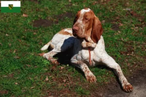 Read more about the article Bracco Italiano crescători și căței în Saxonia