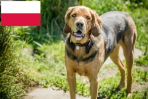Read more about the article Bracke polonez crescători și căței în Polonia