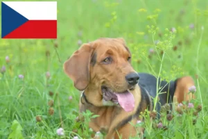 Read more about the article Polish Bracke crescători și căței în Republica Cehă