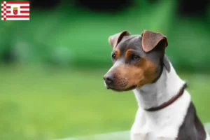 Read more about the article Brazilian Terrier crescător și căței în Bremen