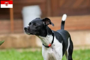 Read more about the article Brazilian Terrier crescători și căței în Brandenburg