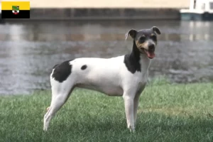 Read more about the article Brazilian Terrier crescători și căței în Saxonia-Anhalt