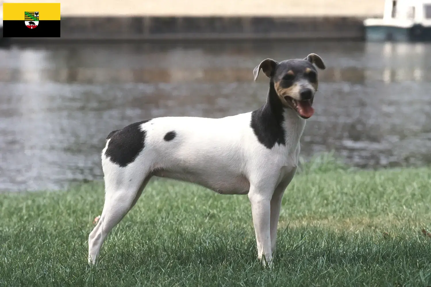 Read more about the article Brazilian Terrier crescători și căței în Saxonia-Anhalt