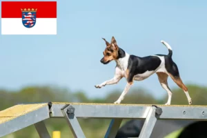 Read more about the article Brazilian Terrier crescători și căței în Hessen