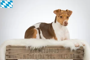 Read more about the article Brazilian Terrier crescători și căței în Bavaria