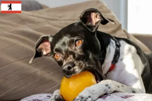 Read more about the article Brazilian Terrier crescător și căței în Berlin