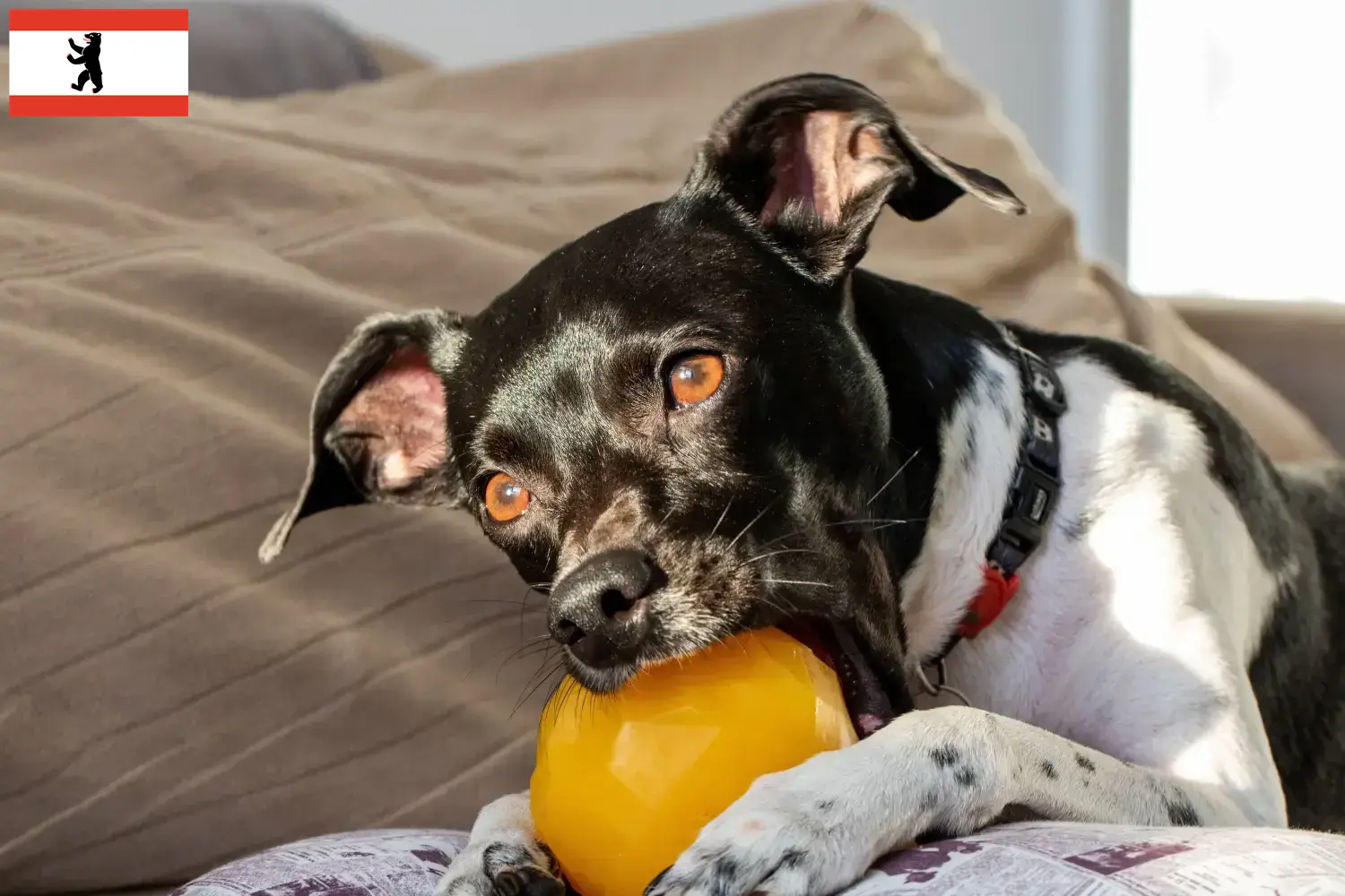 Brazilian Terrier cățeluși și crescător Berlin Găsiți crescători de Terrier brazilian în Berlin aici.