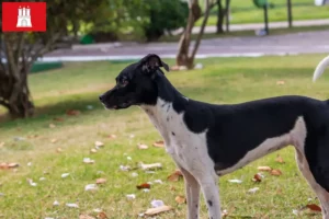 Read more about the article Brazilian Terrier crescător și căței în Hamburg