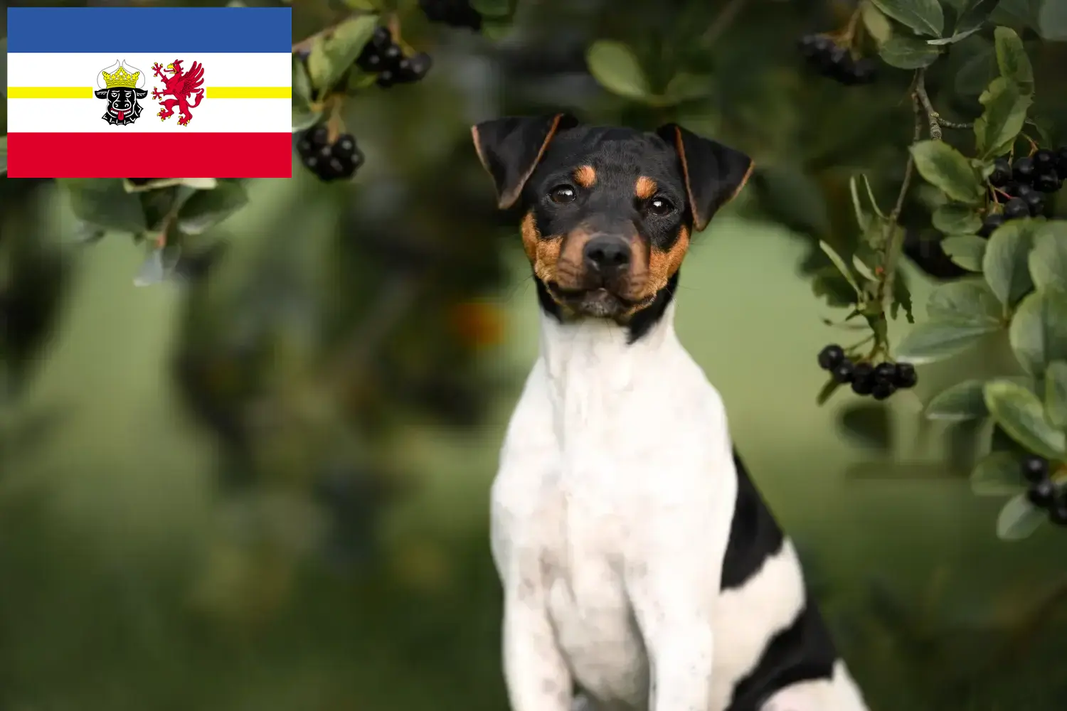 Brazilian Terrier căței și crescători Mecklenburg-Vorpommern Găsiți crescători de Terrier brazilian în Mecklenburg-Vorpommern aici.