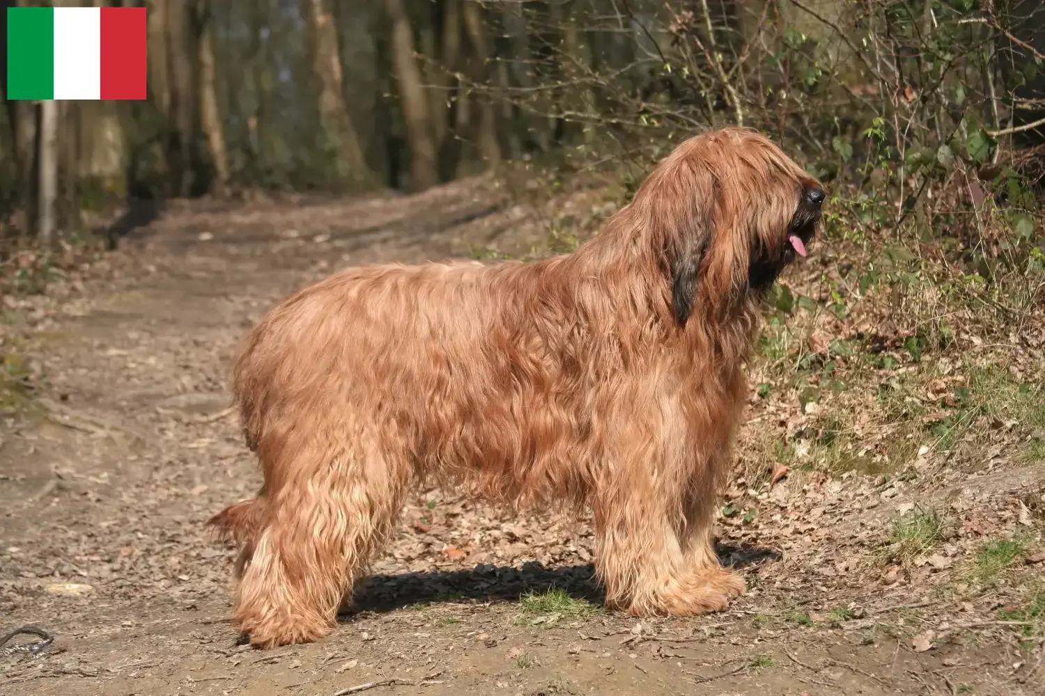 Briard căței și crescători Italia Aici puteți găsi crescători de Briard în Italia.