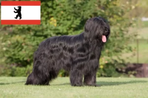 Read more about the article Briard crescători și căței în Berlin