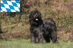 Read more about the article Briard crescători și căței în Bavaria