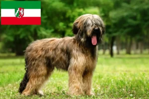 Read more about the article Briard crescători și căței în Renania de Nord-Westfalia
