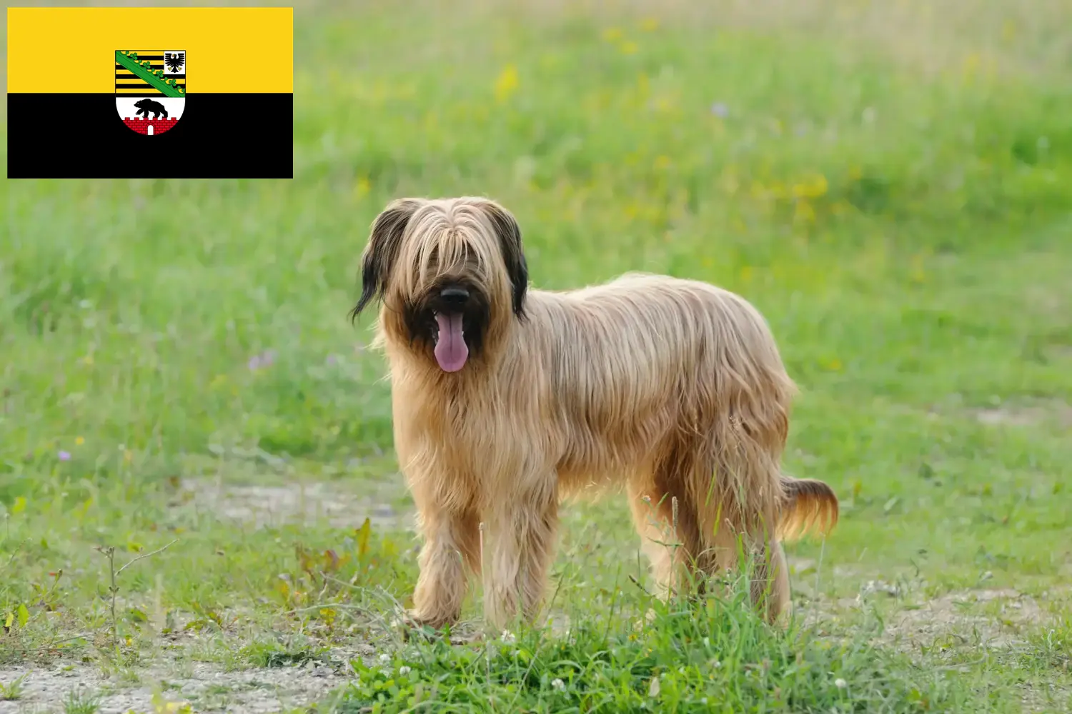 Briard cățeluși și crescători de animale Saxonia-Anhalt Aici puteți găsi crescători de Briard în Saxony-Anhalt.