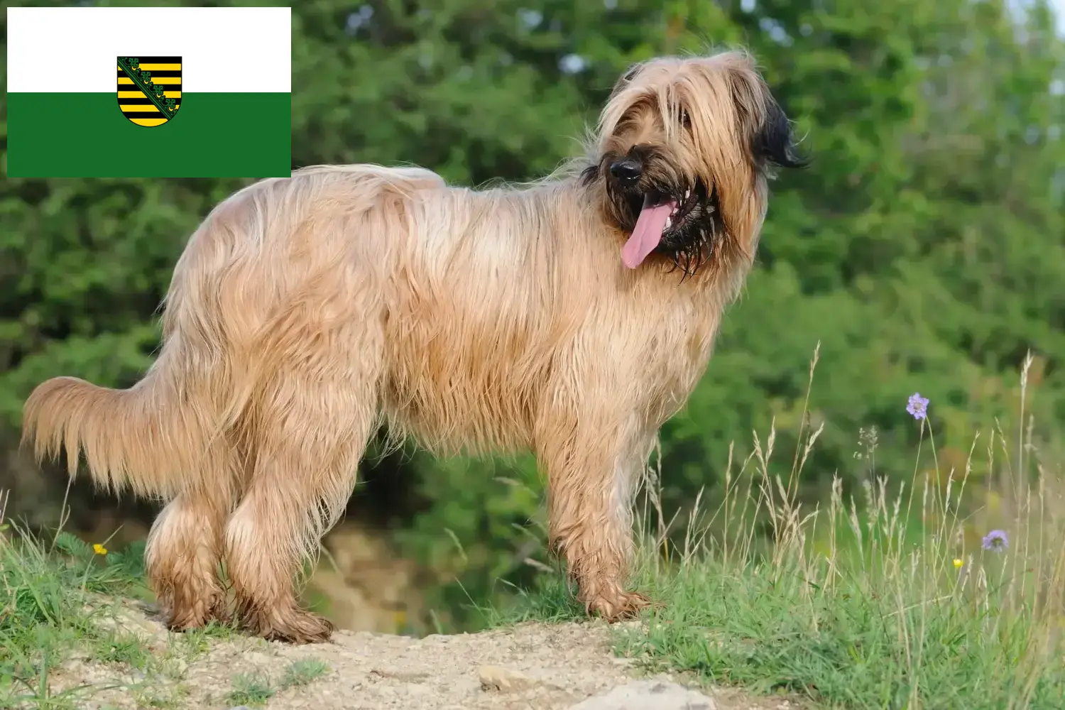 Briard cățeluși și crescător Saxonia Aici puteți găsi crescători de Briard în Saxonia.