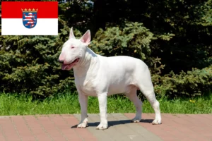 Read more about the article Bull Terrier crescători și căței în Hessen