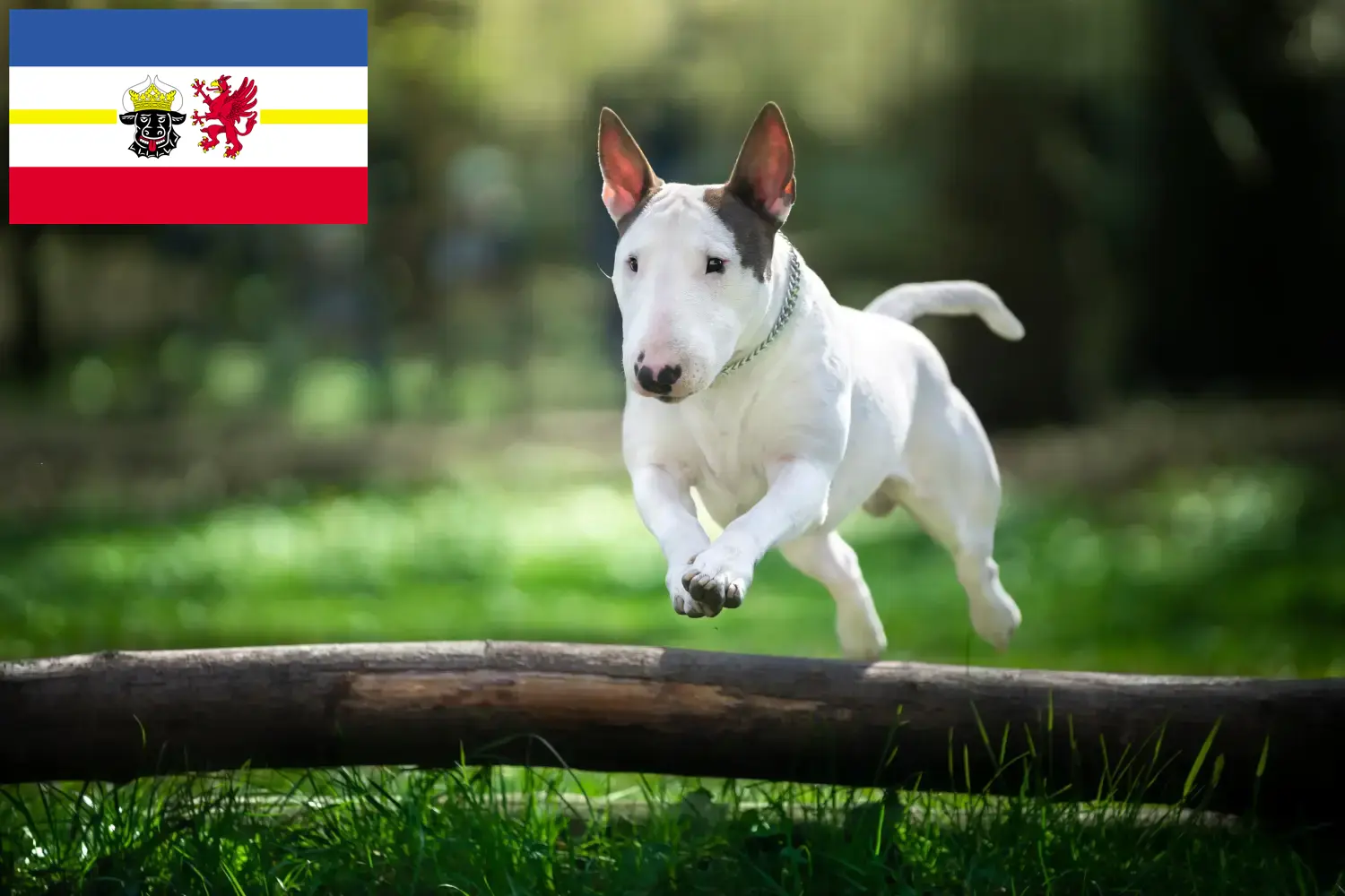Bull Terrier căței și crescători Mecklenburg-Vorpommern Aici puteți găsi crescători de Bull Terrier în Mecklenburg-Vorpommern.