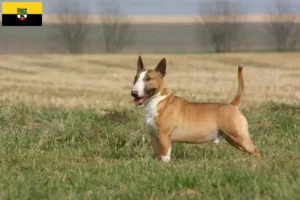 Read more about the article Bull Terrier crescători și căței în Saxonia-Anhalt