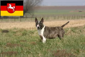Read more about the article Bull Terrier crescători și căței în Saxonia Inferioară