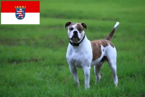 Read more about the article American Bulldog crescători și căței în Hessen