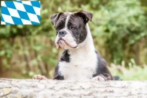 Read more about the article Crescători de Bulldog Continental și căței în Bavaria