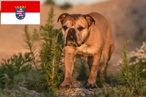 Read more about the article Crescători de Bulldog Continental și căței în Hessen