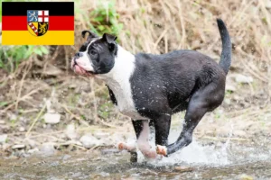 Read more about the article Crescători de Bulldog Continental și căței în Saarland