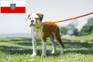 Read more about the article Crescători de Bulldog Continental și căței în Thuringia