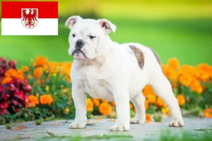 Read more about the article Crescători de Bulldog Englez și căței în Brandenburg