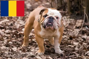 Read more about the article Crescători de Bulldog Englez și căței în România