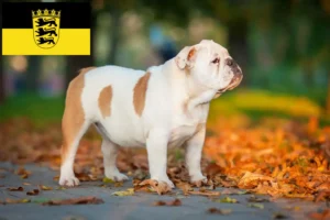 Read more about the article Crescători de Bulldog Englez și căței în Baden-Württemberg