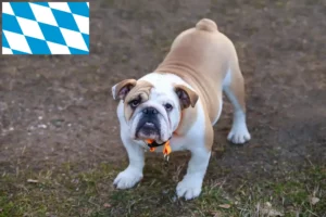 Read more about the article Crescători de Bulldog Englez și căței în Bavaria
