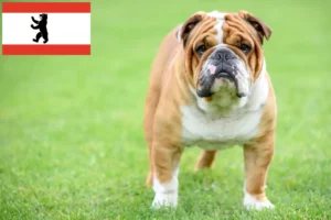 Read more about the article Bulldog Englez crescători și căței în Berlin