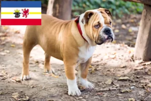 Read more about the article Crescători de Bulldog Englez și căței în Mecklenburg-Vorpommern