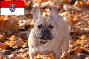 Read more about the article Crescători de Bulldog Francez și căței în Hessen