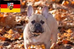 Read more about the article Crescători de Bulldog Francez și căței în Saarland