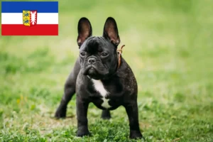 Read more about the article Crescători de Bulldog Francez și căței în Schleswig-Holstein