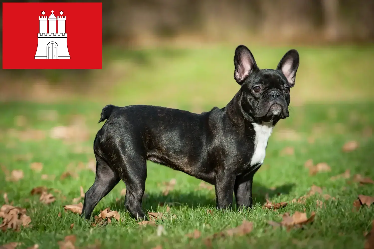 Bulldog francez pui și crescător Hamburg Aici puteți găsi crescători de Bulldog Francez în Hamburg.