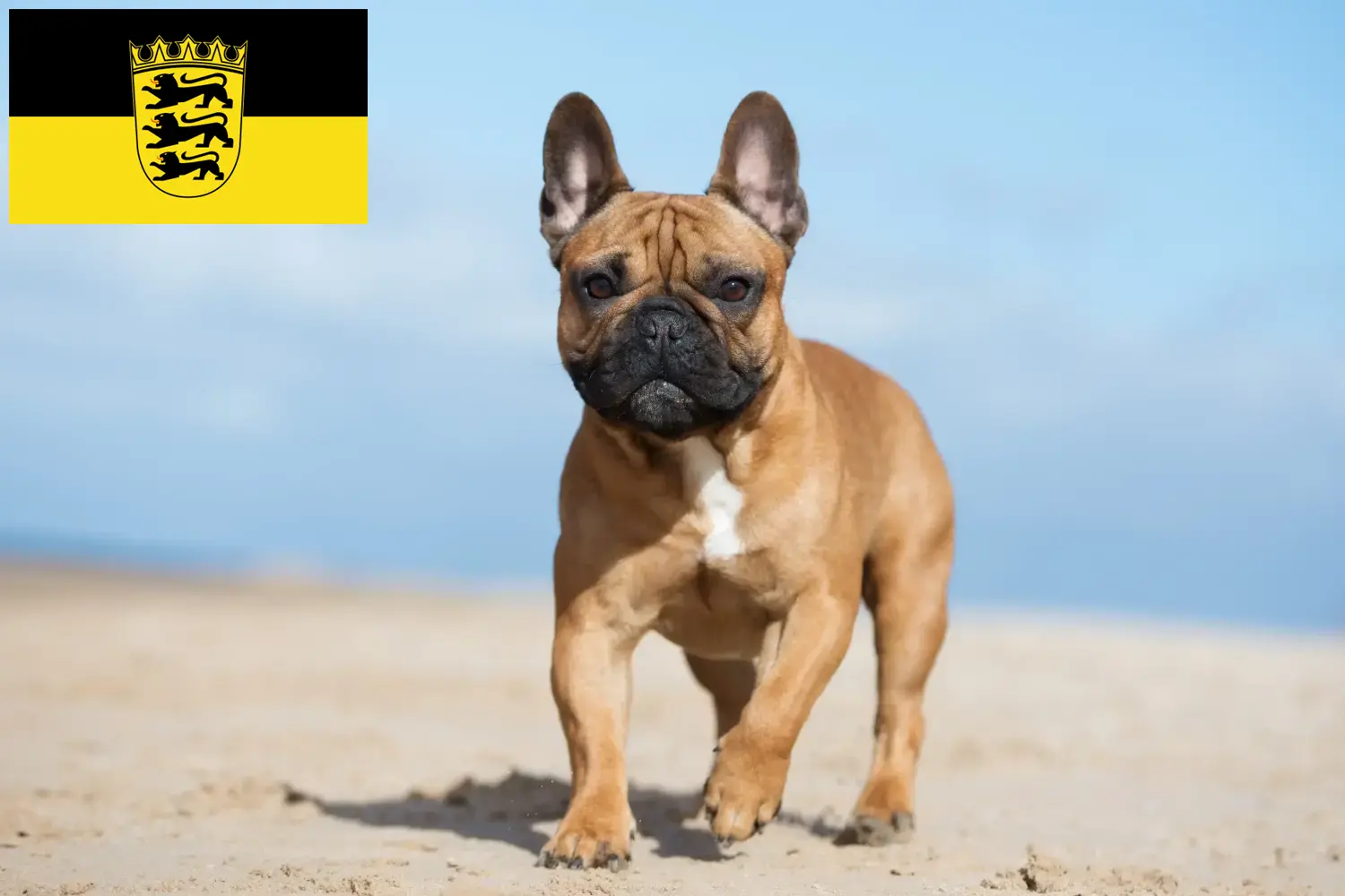 Bulldog francez căței și crescători Baden-Württemberg Aici puteți găsi crescători de Bulldog Francez în Baden-Württemberg.