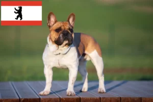 Read more about the article Bulldog francez crescători și căței în Berlin