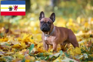 Read more about the article Crescători de Bulldog Francez și căței în Mecklenburg-Vorpommern