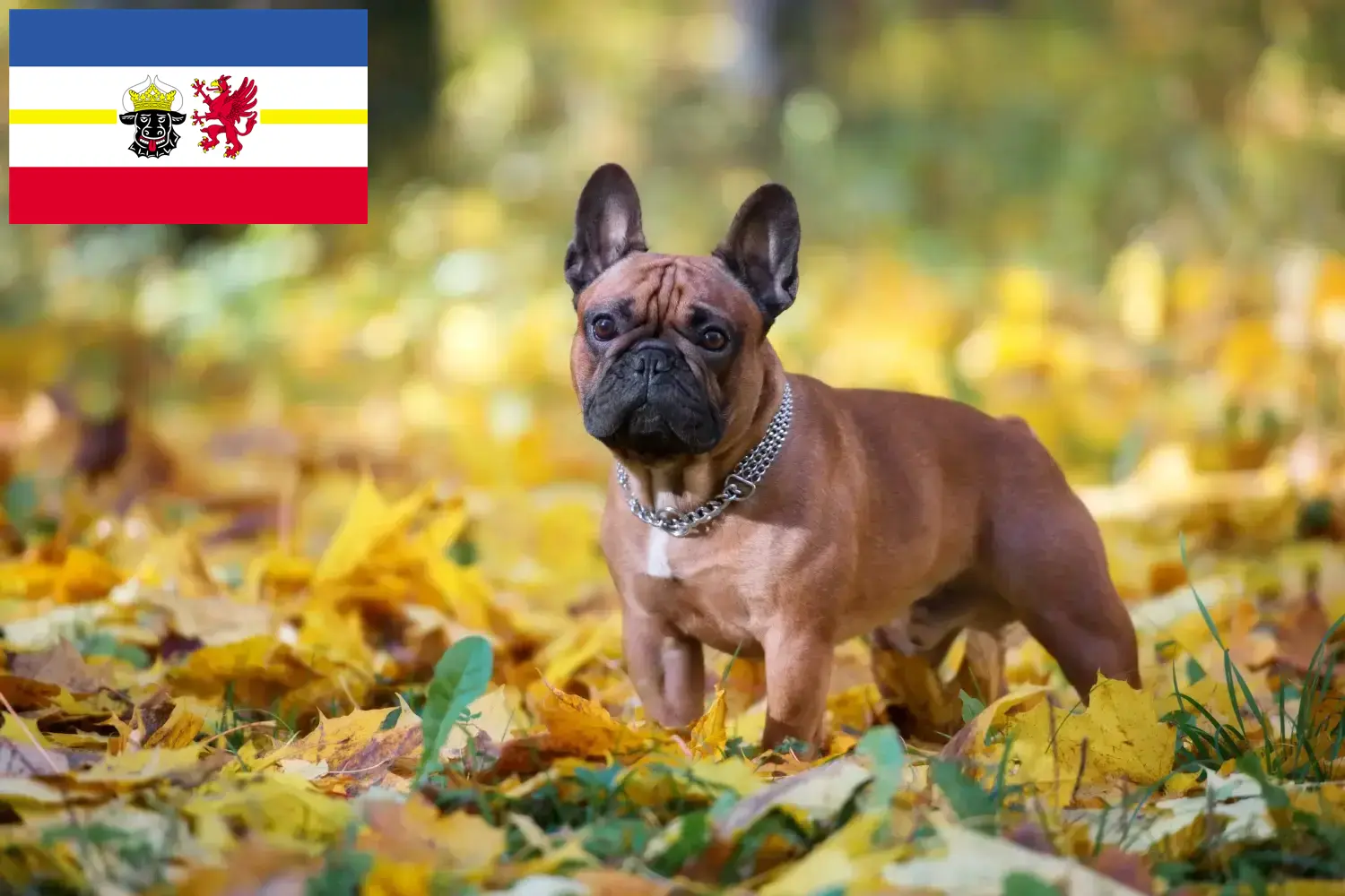 Bulldog francez căței și crescători Mecklenburg-Vorpommern Aici puteți găsi crescători de Bulldog Francez în Mecklenburg-Vorpommern.