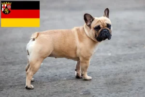 Read more about the article Crescători de Bulldog Francez și căței în Renania-Palatinat