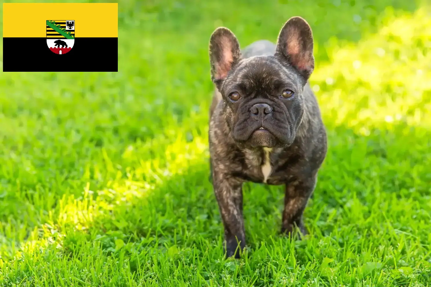 Read more about the article Crescători de Bulldog Francez și căței în Saxonia-Anhalt