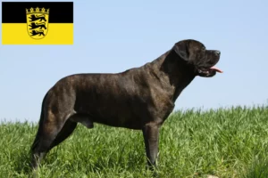 Read more about the article Crescători de Bullmastiff și căței în Baden-Württemberg