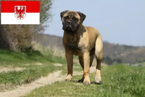 Read more about the article Bullmastiff crescători și căței în Brandenburg